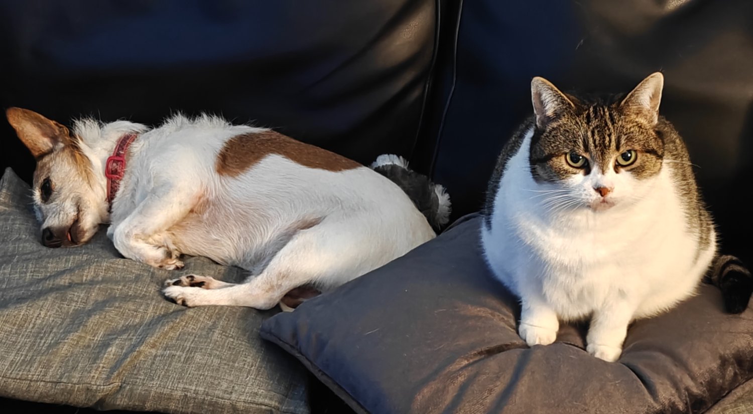 The cat was here first, but they're gradually becoming friends