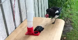 This Hi-Tech Bird Feeder Lets Clever Magpies Exchange Bottle Caps for Food
