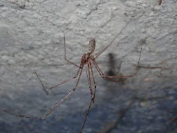 Daddy-long-legs Spider