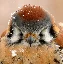 CozyKestrel