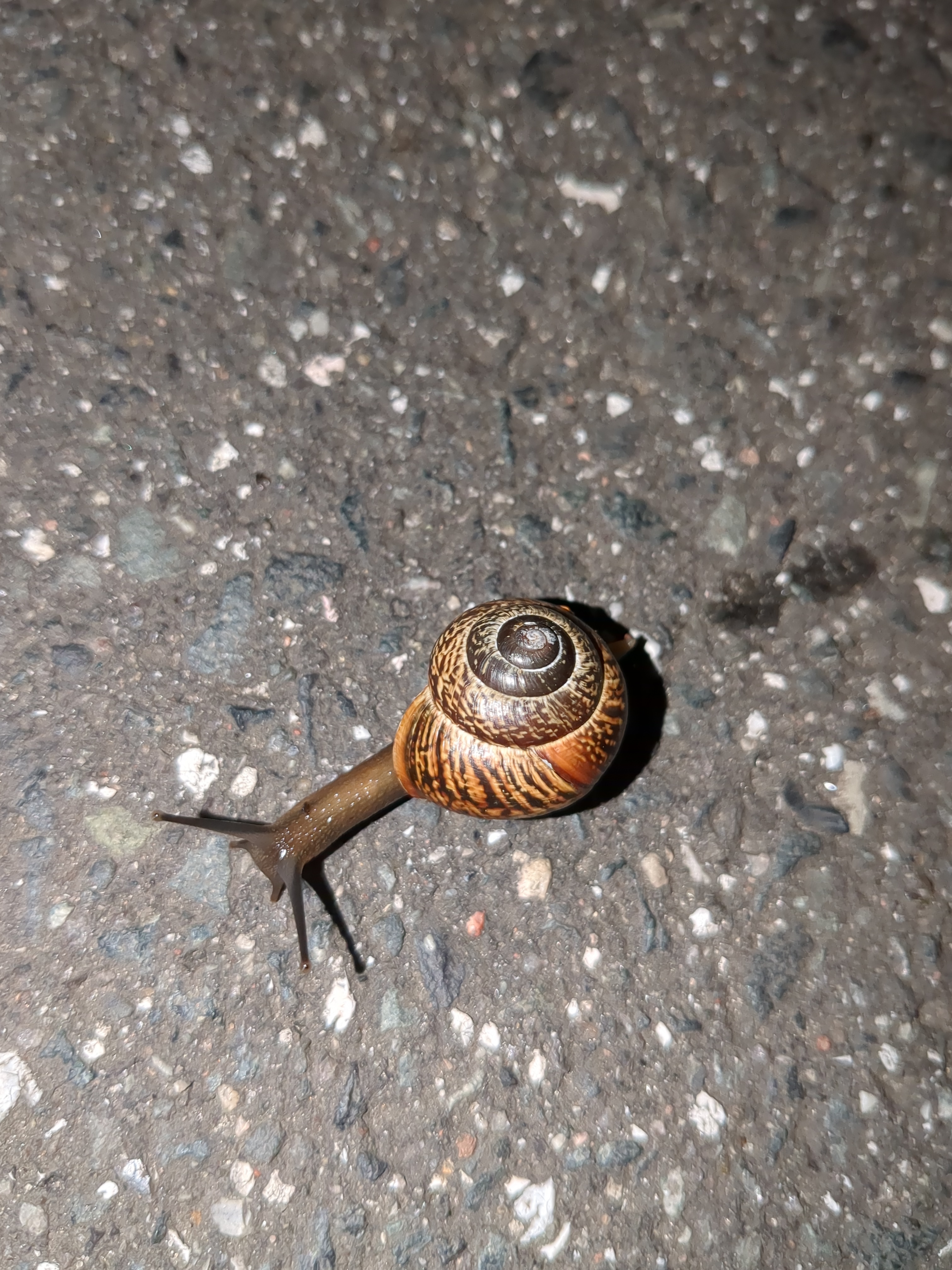 The picture shows a snail