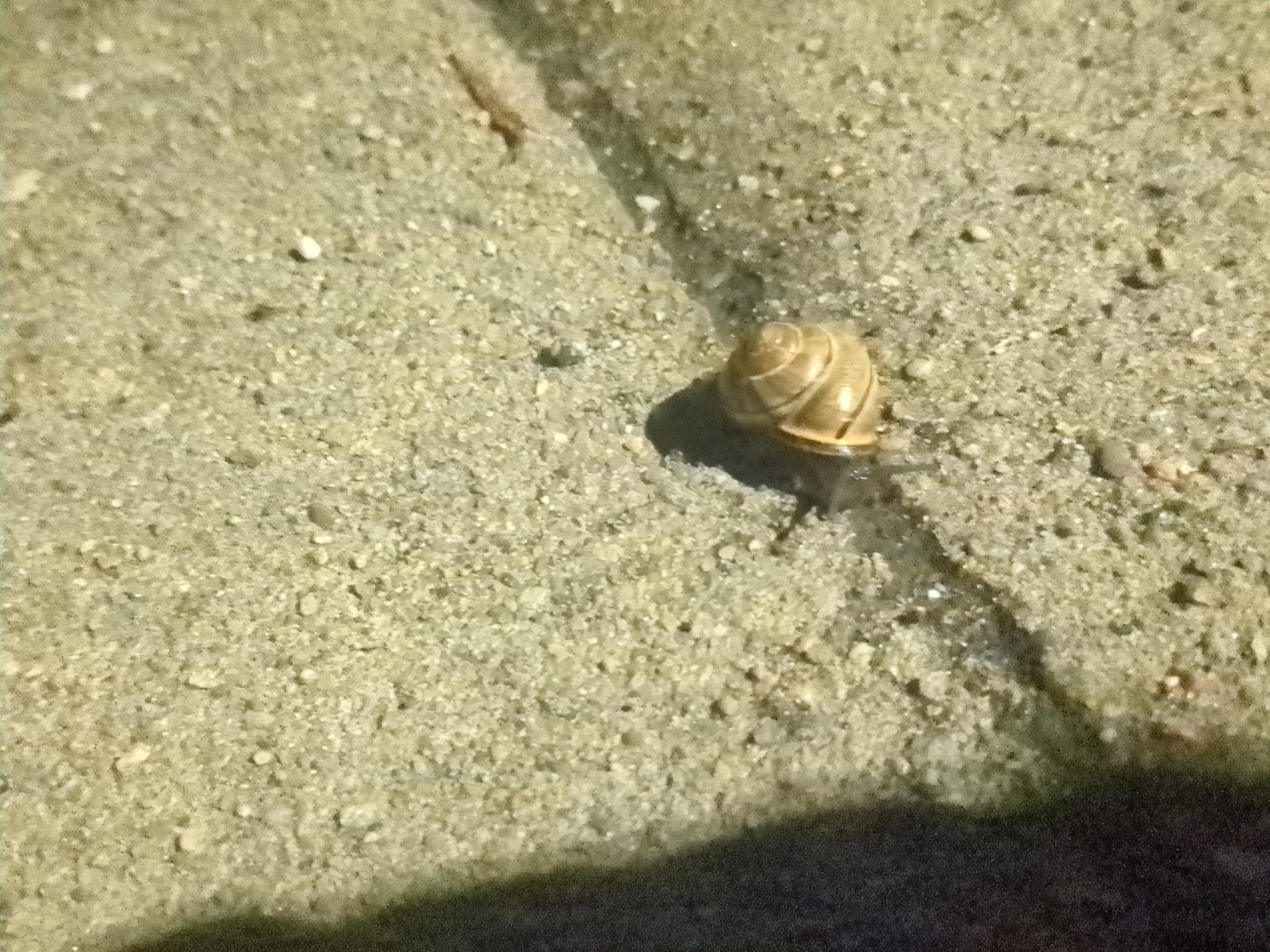 Snail