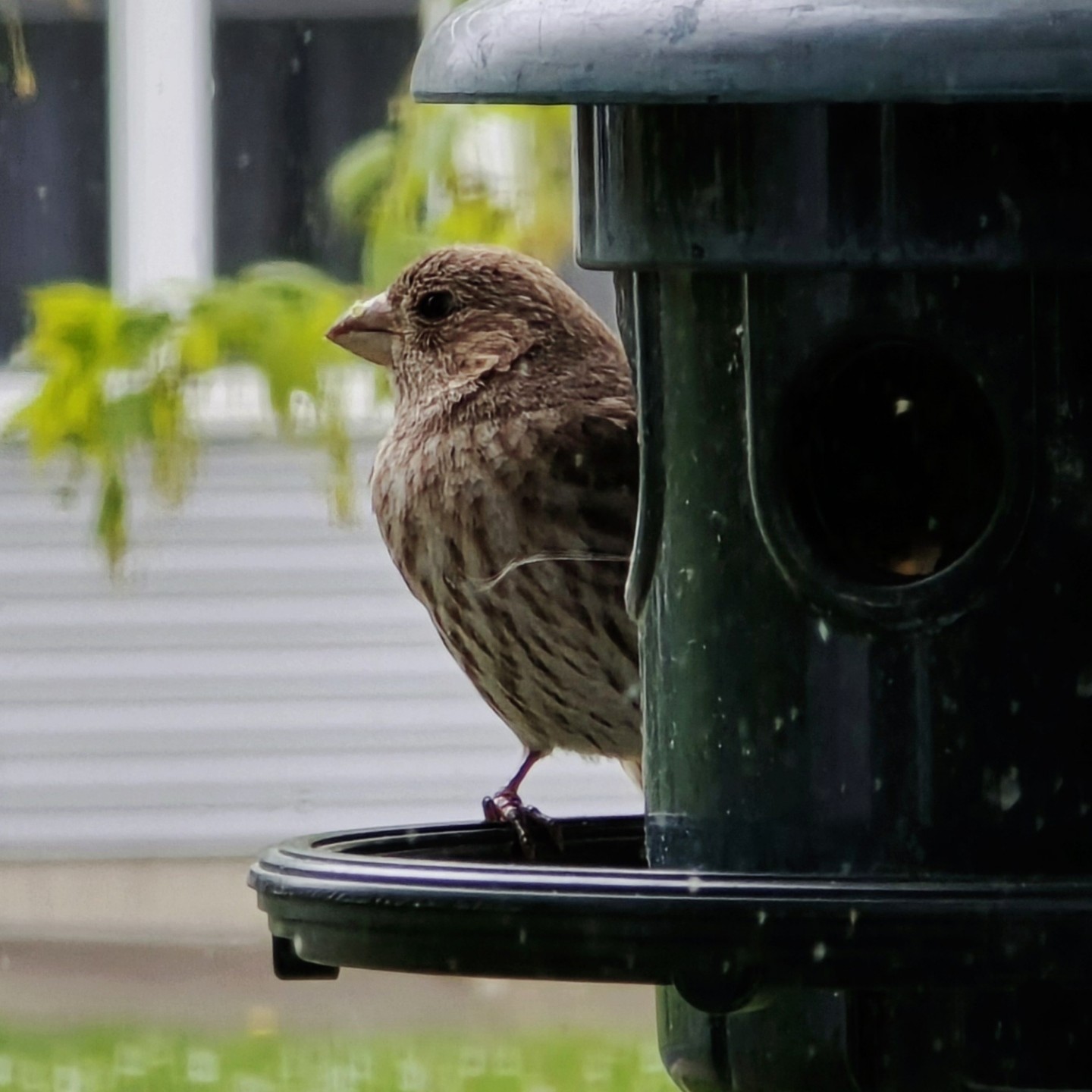 A female house finch at a bird feeder.