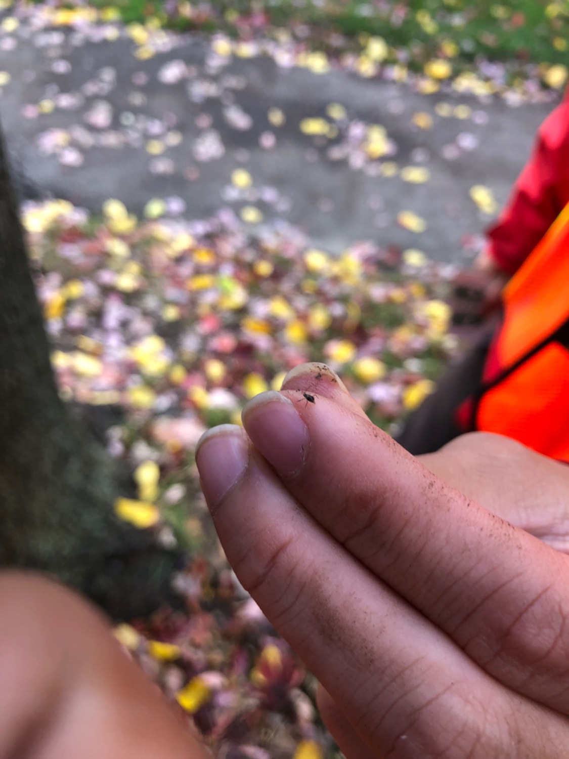 An actual photo of one when harvesting SLF eggs for an Ecology Lab.