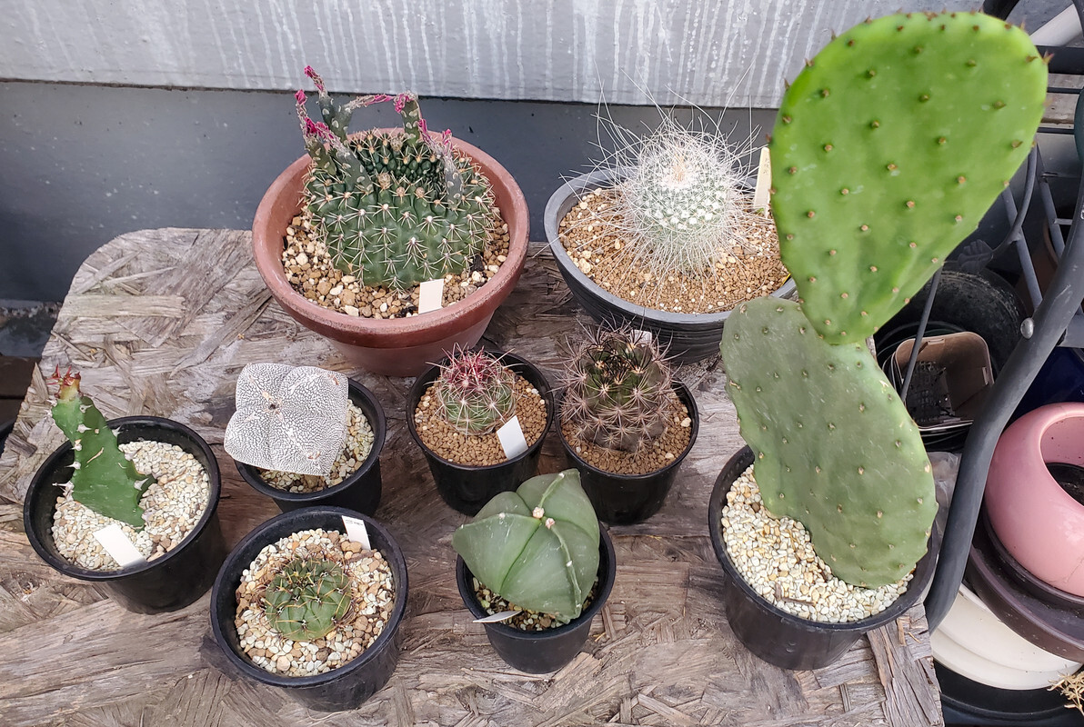 Multiple cactuses