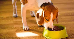 Multiple dog food brands recalled due to potential salmonella contamination