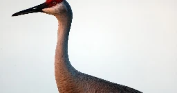 After 100 Years, Lake Tahoe Is Seeing An Old Friend: The Sandhill Crane