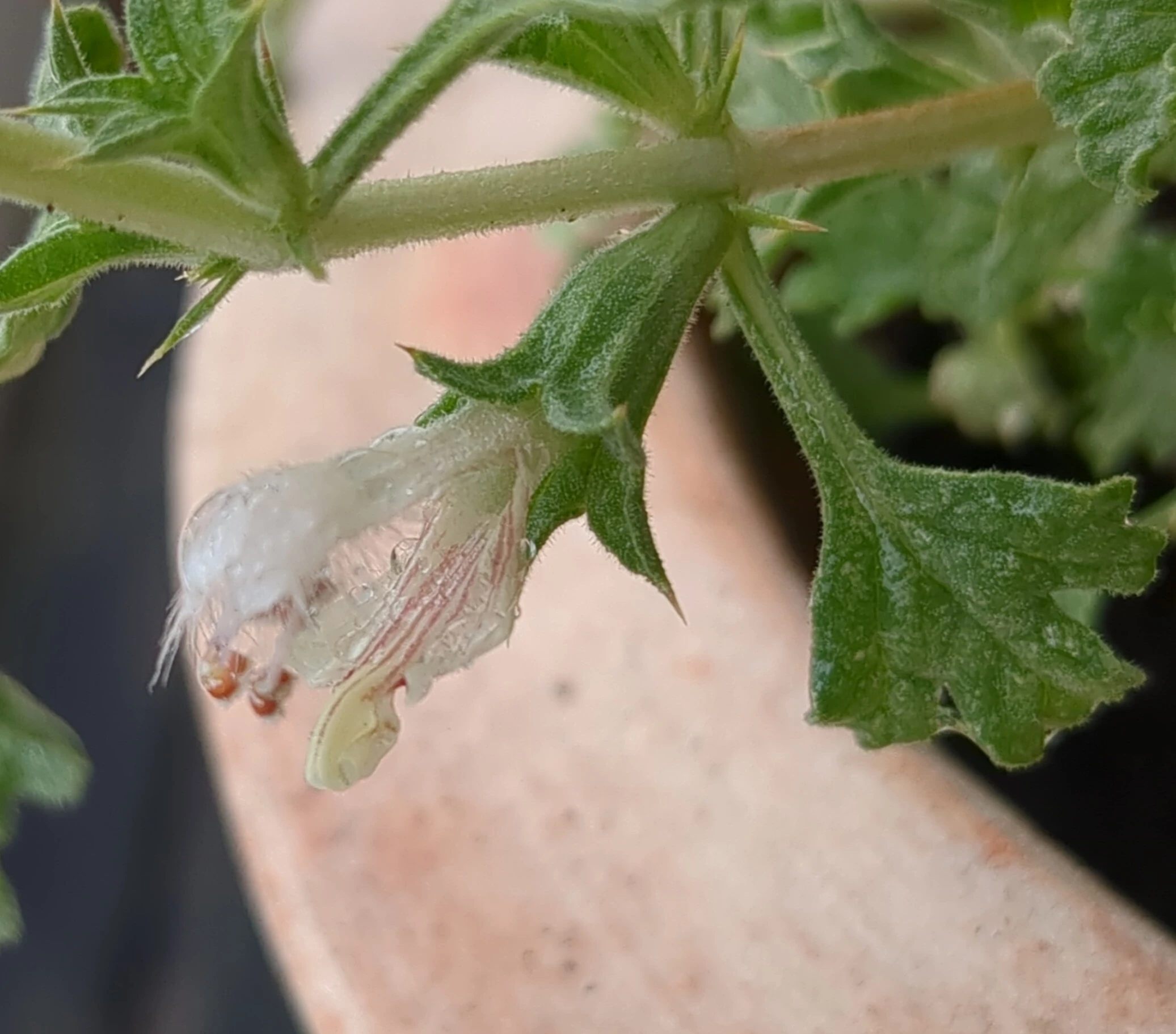 Image showing a flower of Lagochilus inebrians. The lower lip of the white flower has red stripes.